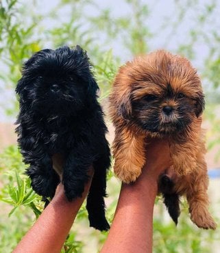 Lhasa Apso For Sale In Jaipur
