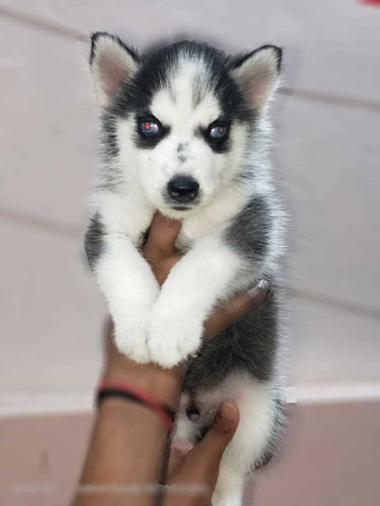 Siberian Husky For Sale In Jaipur