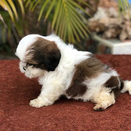 Shih Tzu For Sale In Indore