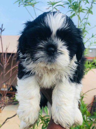 Shih Tzu For Sale In Indore