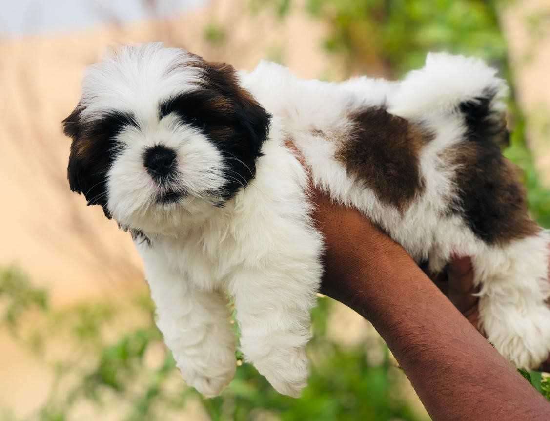Shih Tzu For Sale In Indore