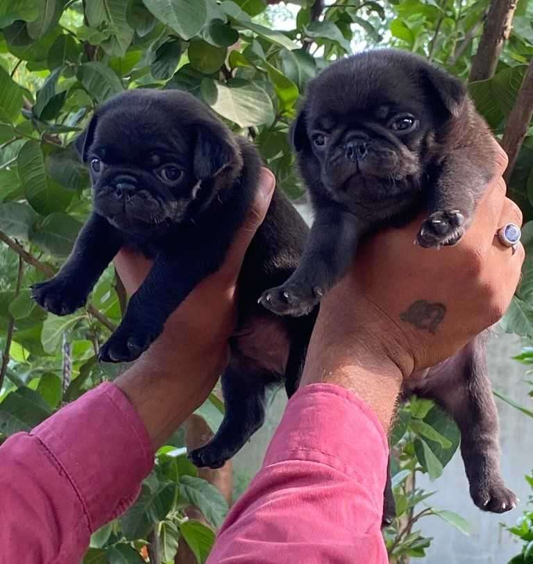 Pug For Sale In Jaipur