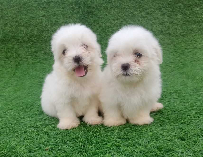 Maltese For Sale In Jaipur