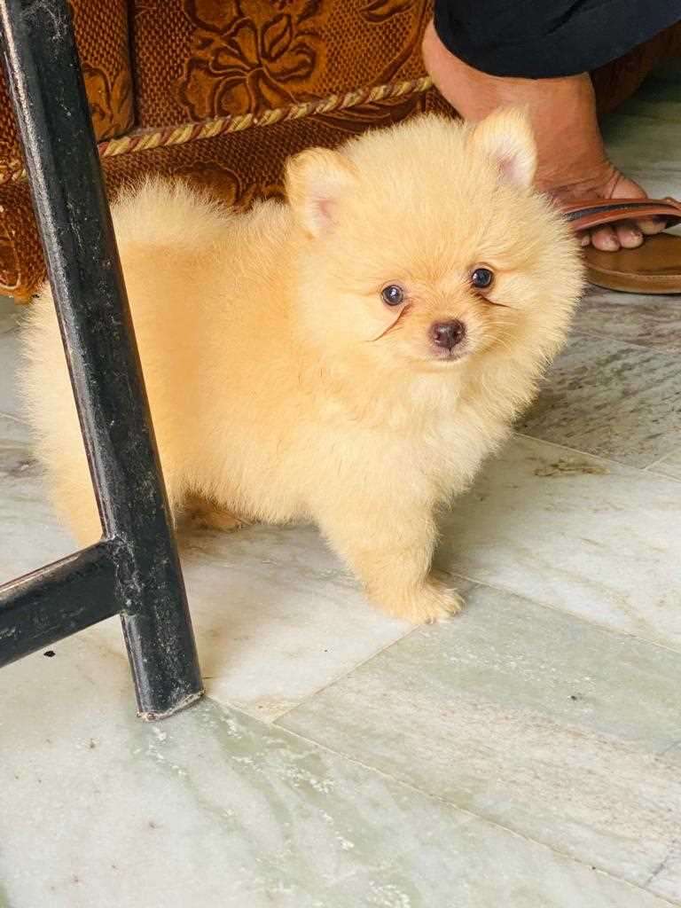 Toy Pomeranian For Sale In Jaipur