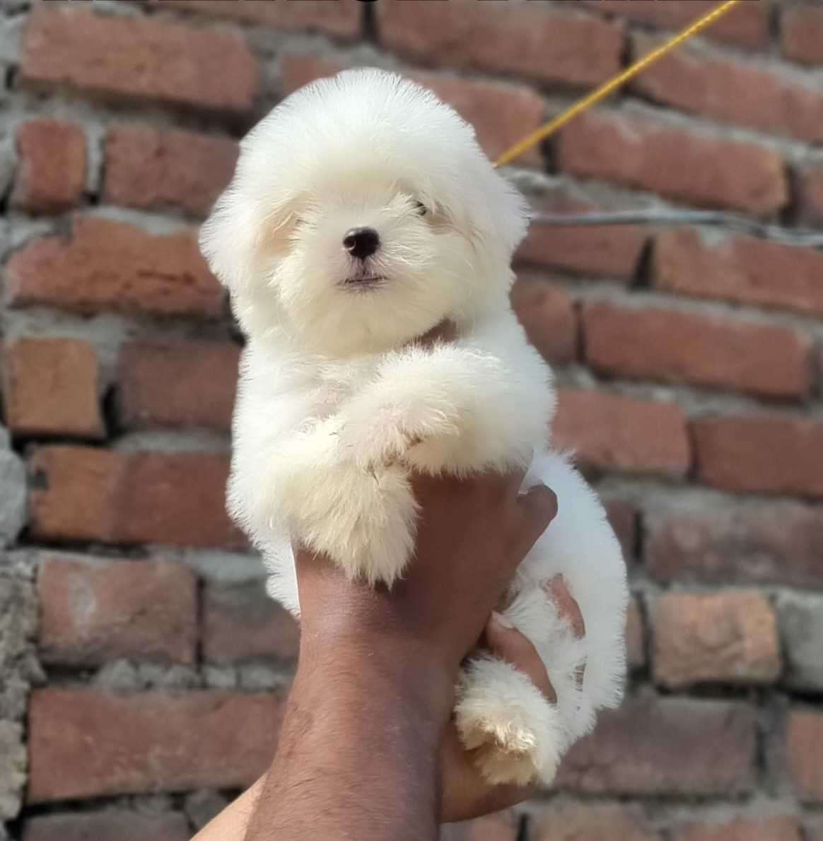 Maltese For Sale In Jaipur
