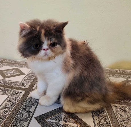 Calico For Sale In Indore
