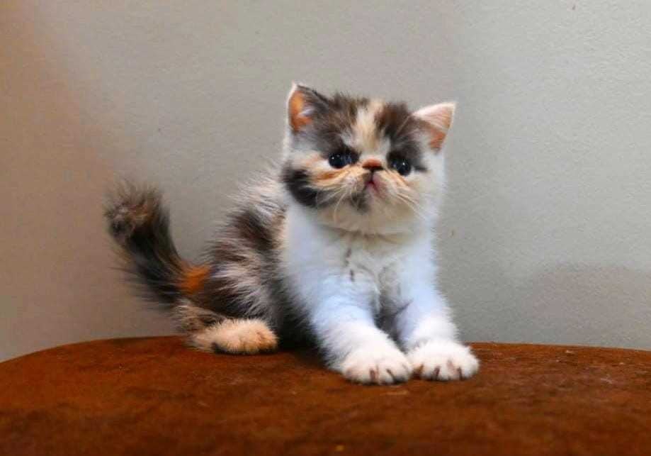 Calico For Sale In Indore