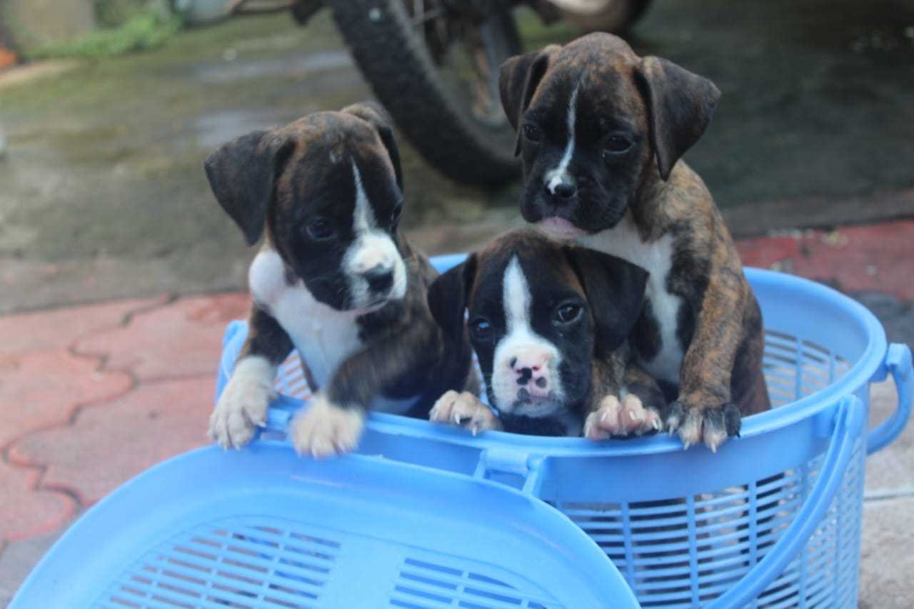 Boxer For Sale In Jaipur