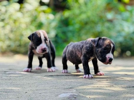Boxer For Sale In Jaipur