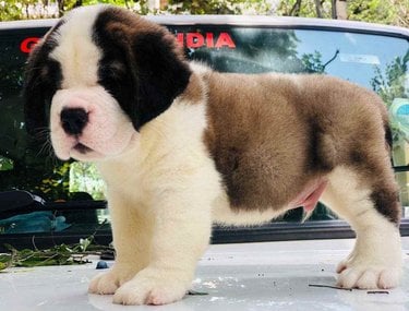 Saint Bernard For Sale In Jaipur