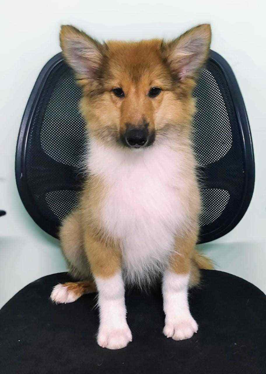 Rough Collie For Sale In Jaipur
