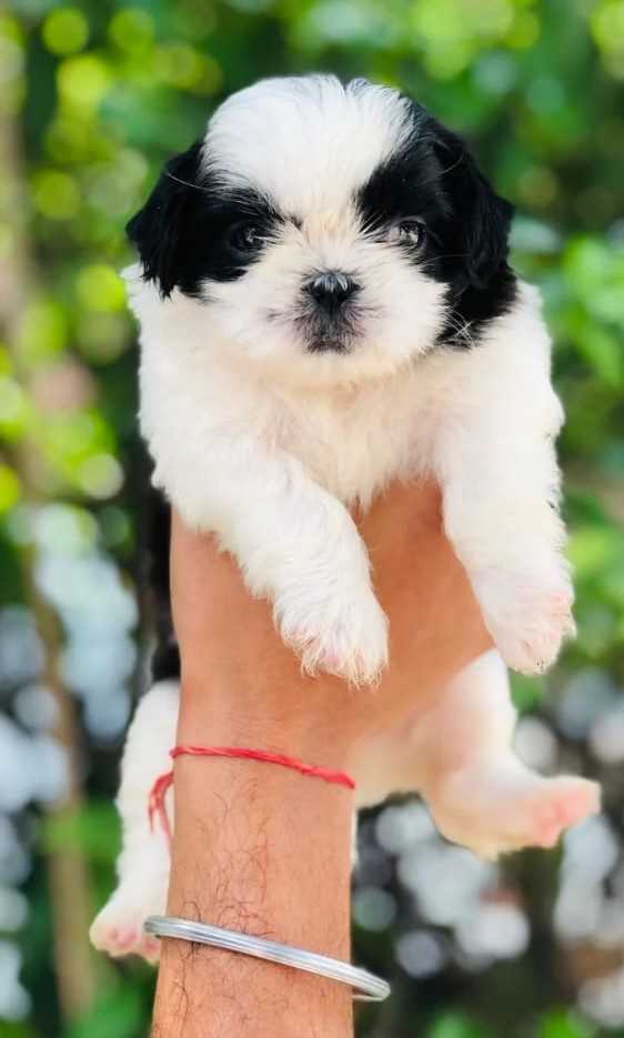 Shih Tzu For Sale In Indore