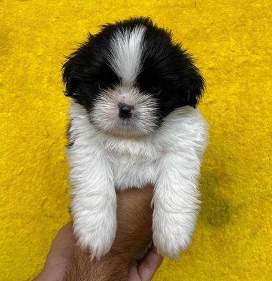 Shih Tzu For Sale In Indore