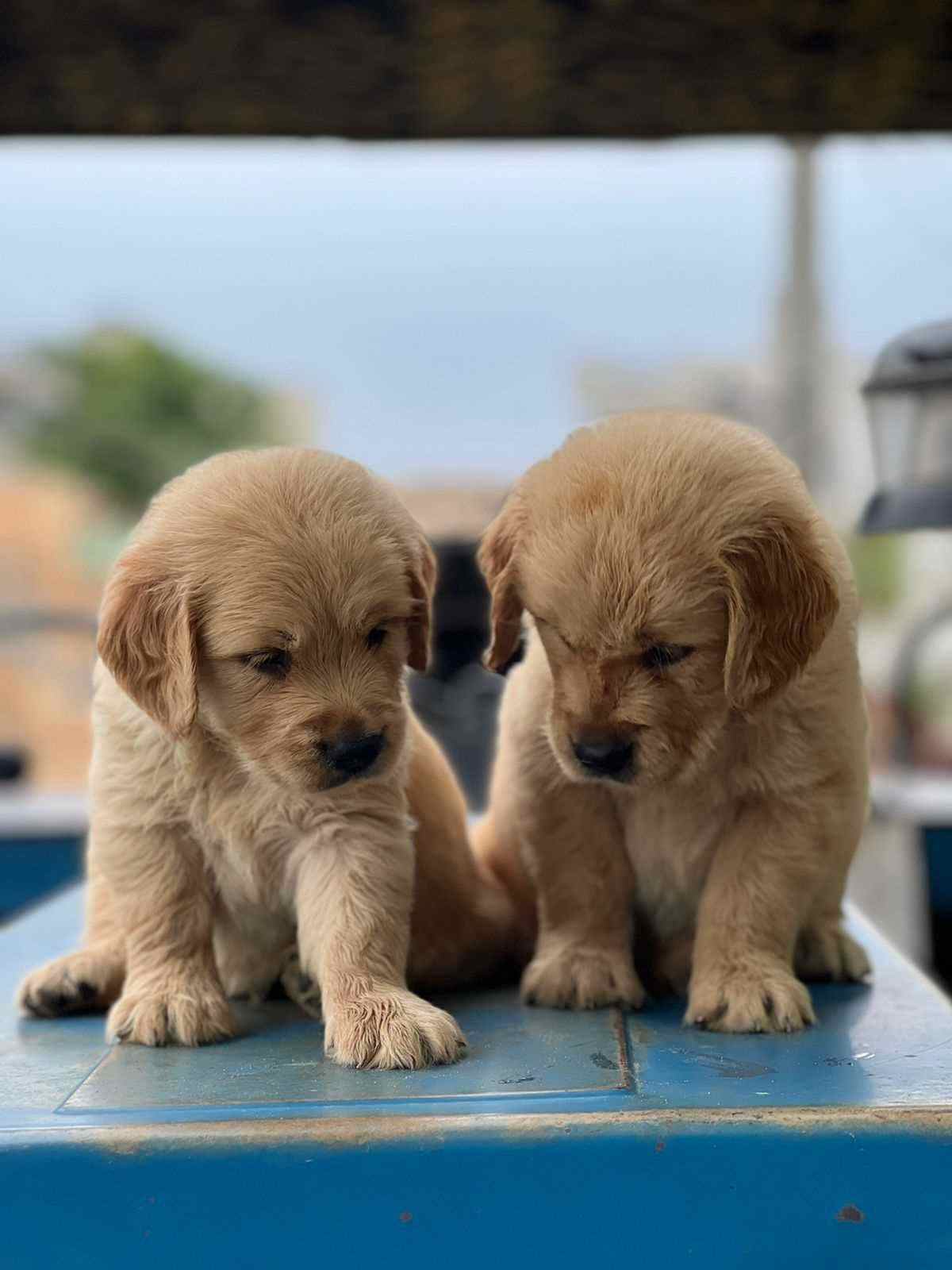 Golden Retriever For Sale In Indore