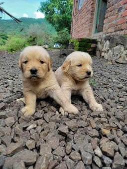 Golden Retriever For Sale In Indore