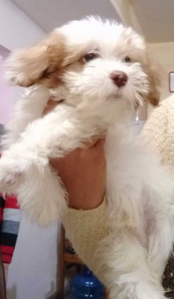 Lhasa Apso For Sale In Ranchi