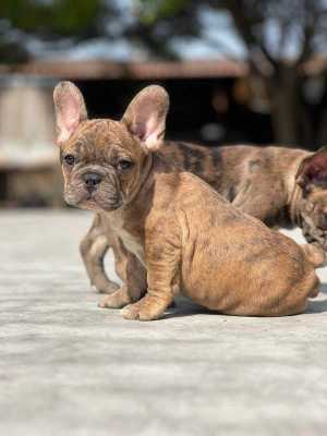French Bulldog For Sale In Bangalore