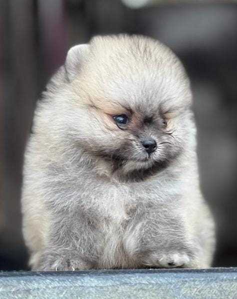 Toy Pom For Sale In Delhi