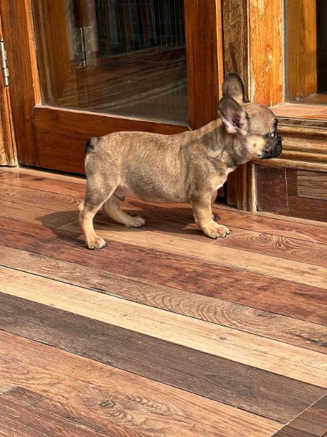 French Bulldog For Sale In Bangalore