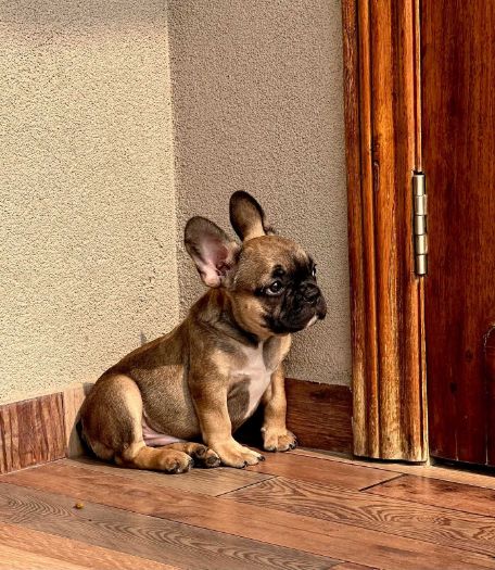 French Bulldog For Sale In Bangalore
