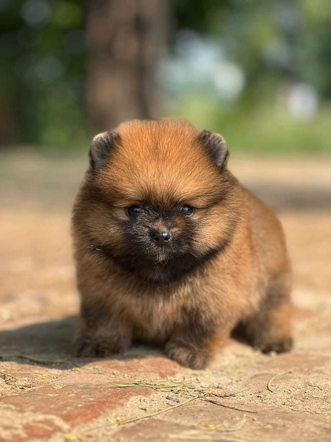 Toy Pom For Sale In Dibrugarh