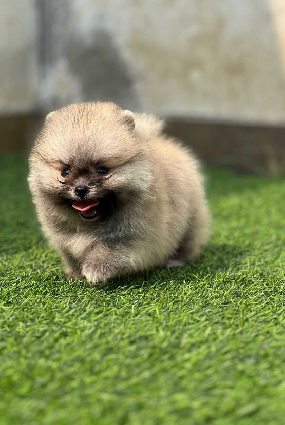 Toy Pom For Sale In Bangalore