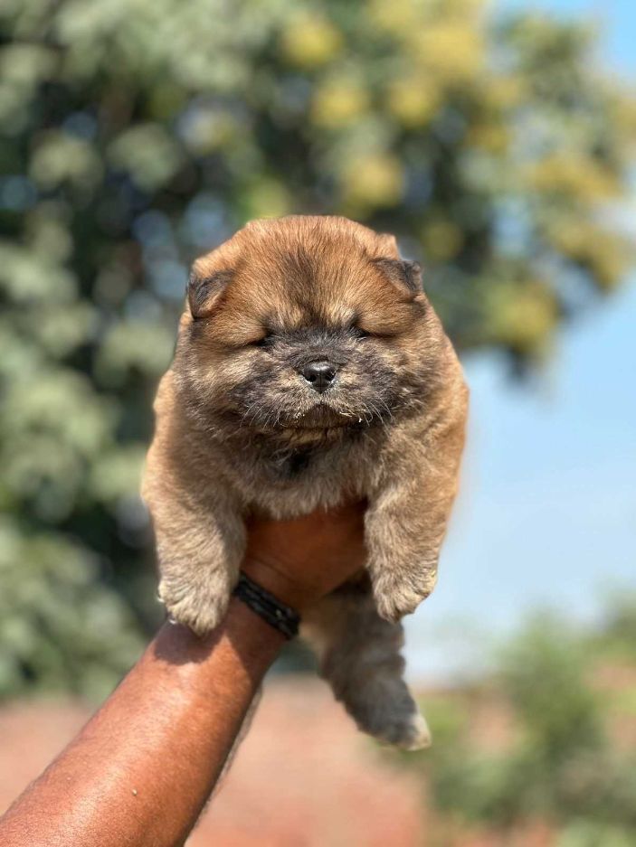 Chow Chow For Sale In Patna