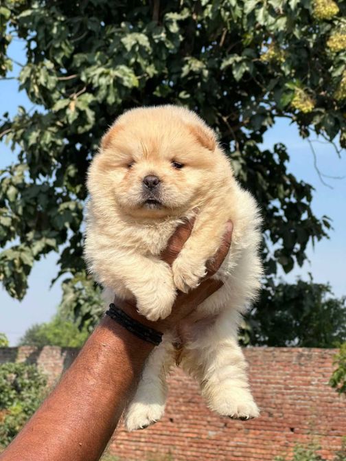 Chow Chow For Sale In Patna