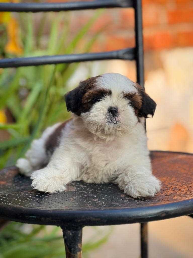 Shih Tzu For Sale In Patna