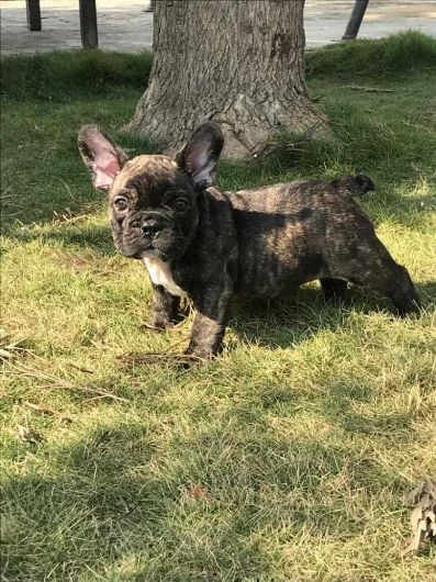 French Bulldog For Sale In Patna