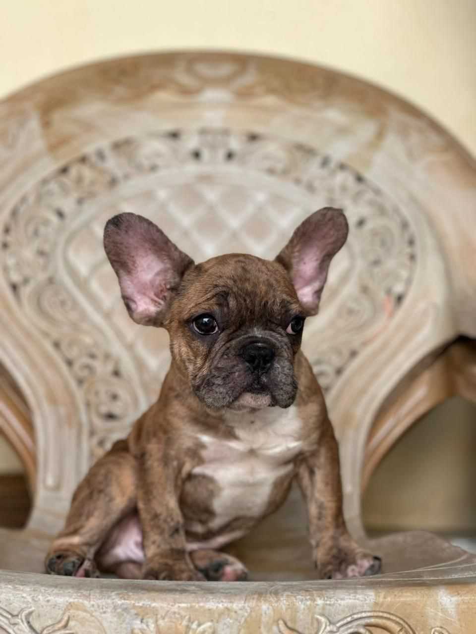 French Bulldog For Sale In Patna
