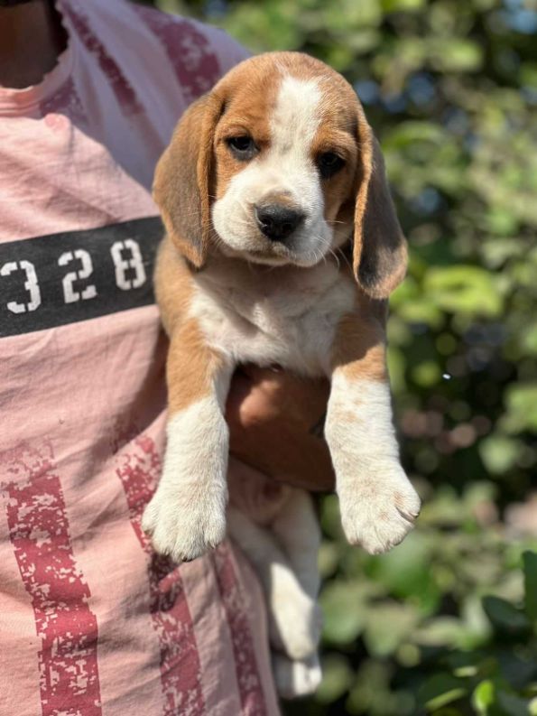 Beagle For Sale In Patna