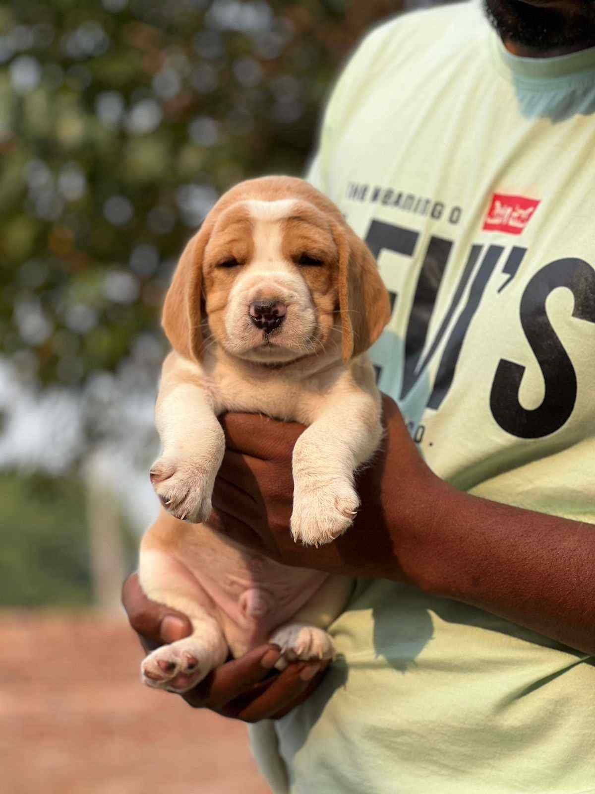 Beagle For Sale In Patna