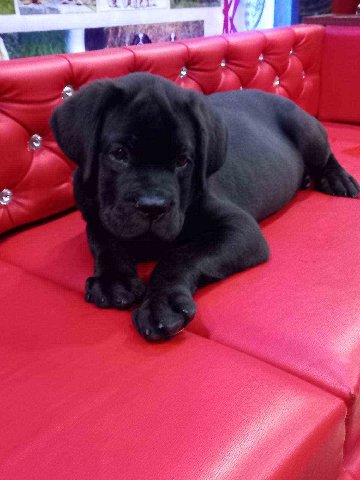Cane Corso For Sale In Patna