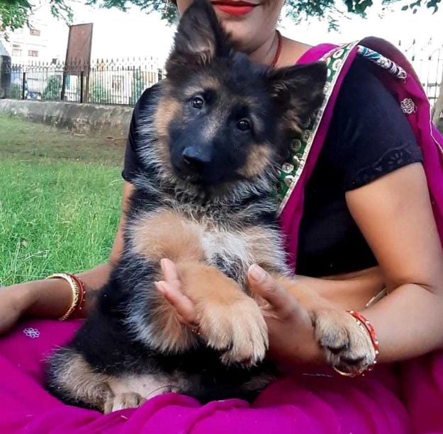 German Shepherd For Sale In Nasik
