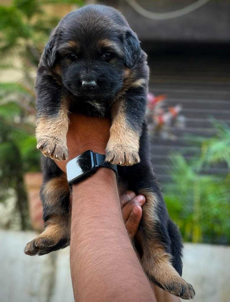 German Shepherd For Sale In Mumbai