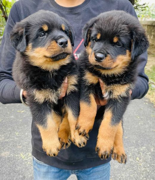 Rottweiler For Sale In Chennai