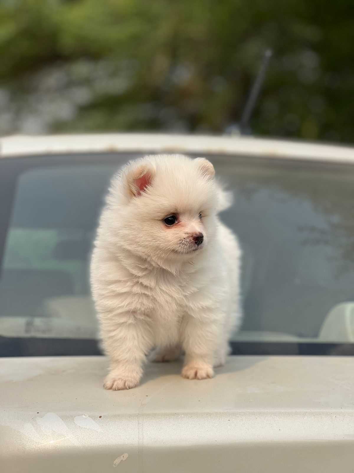 Toy Pom For Sale In Chennai