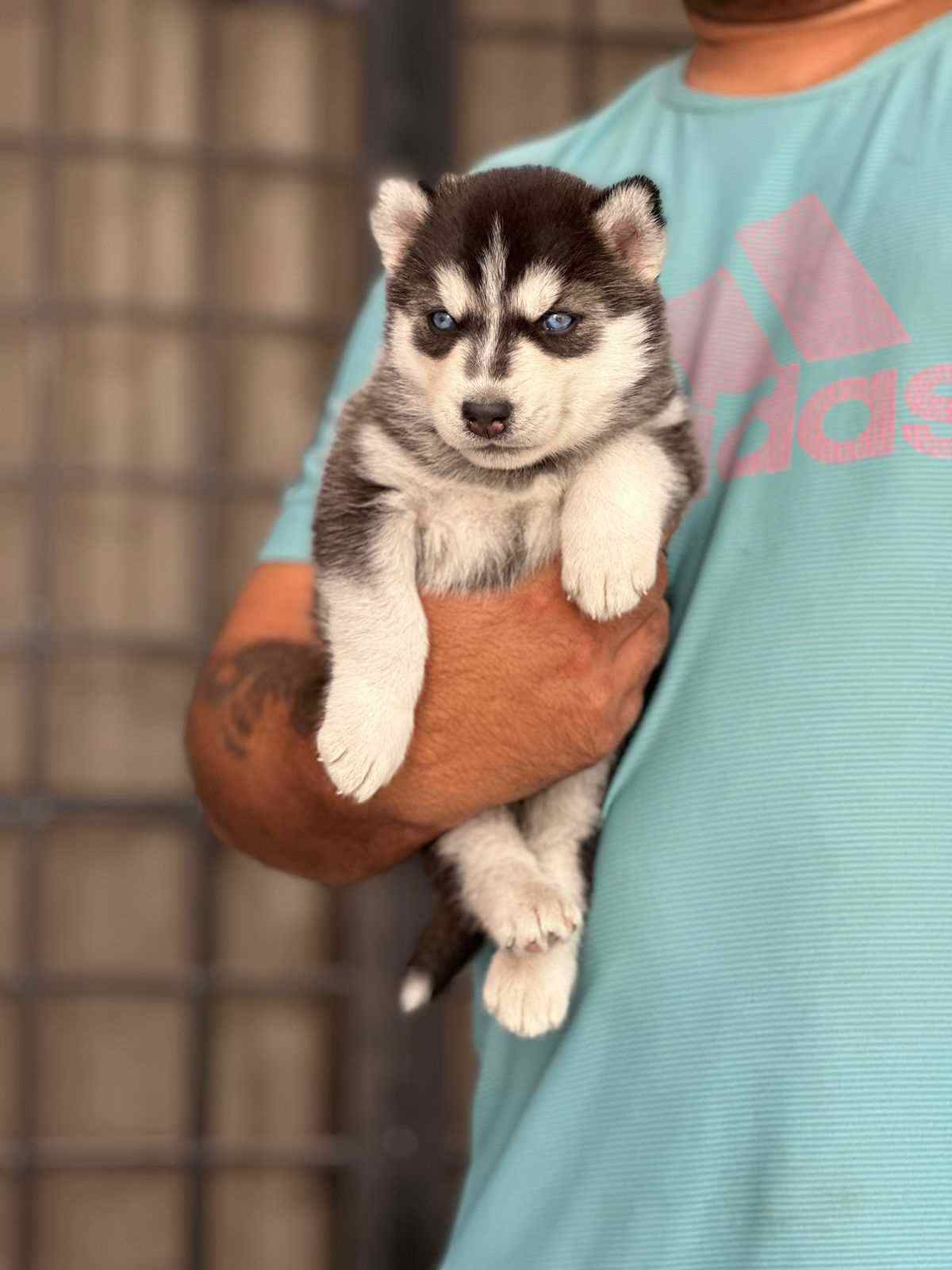 Siberian Husky For Sale In Botad