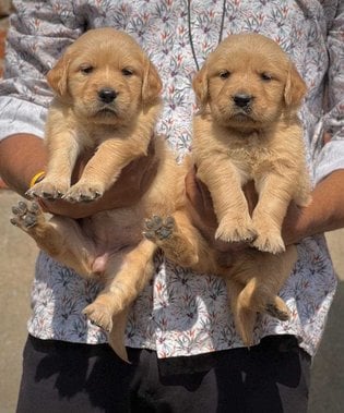 Golden Retriever For Sale In Ahmedabad