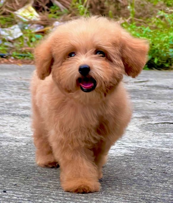 Cockapoo For Sale In Kochi