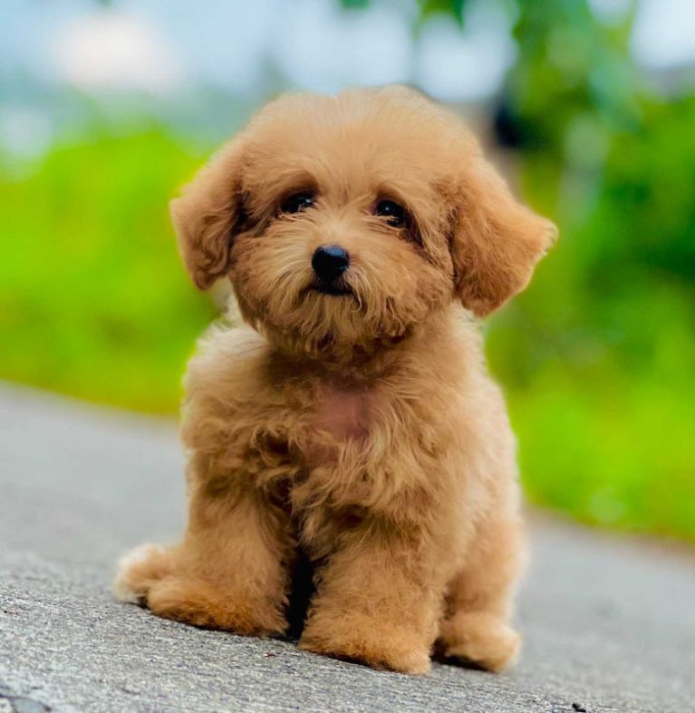 Cockapoo For Sale In Bangalore