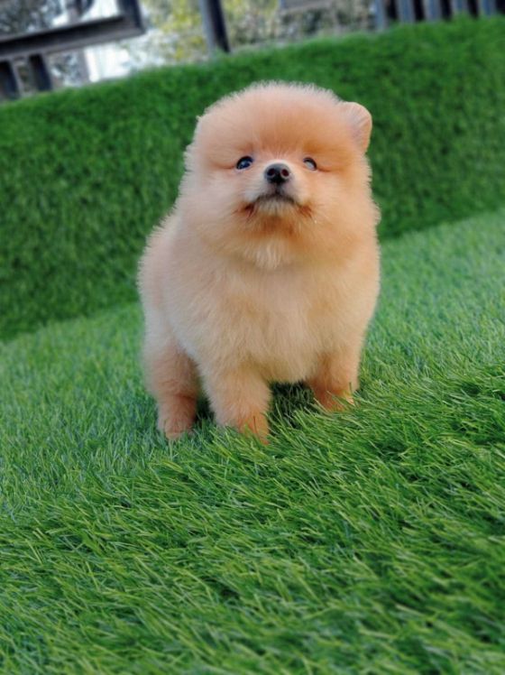 Toy Pom For Sale In Chennai