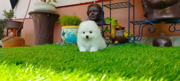 Toy Pom For Sale In Chennai