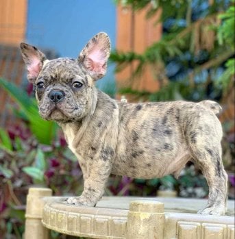 French Bulldog For Sale In Chennai
