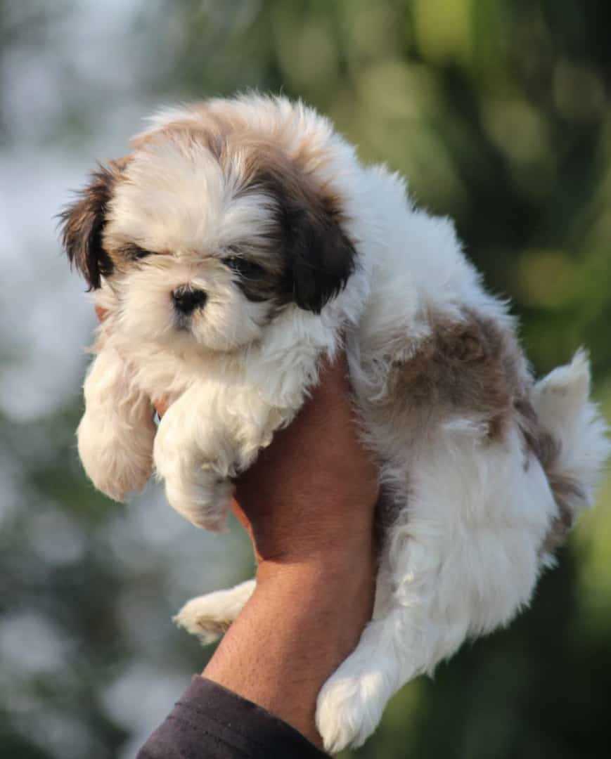 Shih Tzu For Sale In Calicut