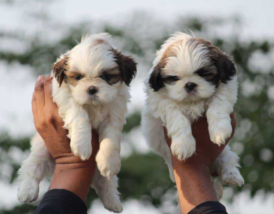 Shih Tzu For Sale In Kannur