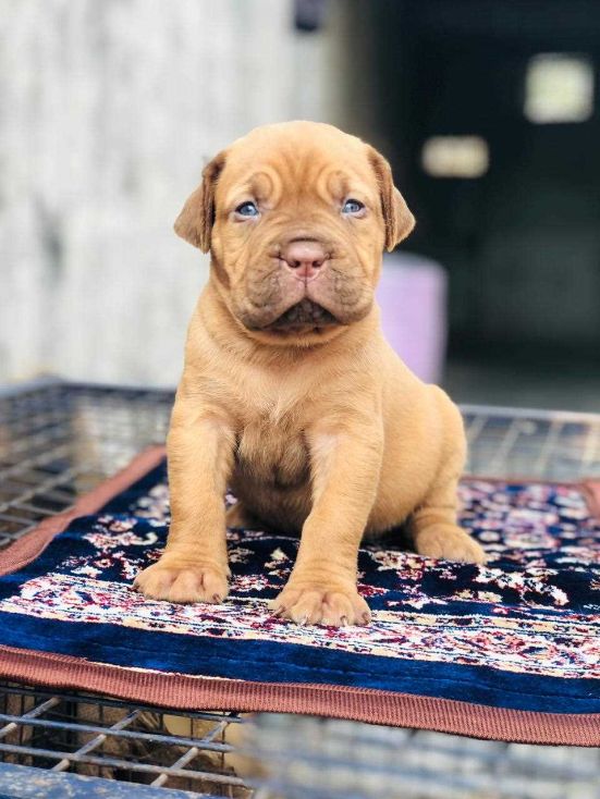 French Mastiff For Sale In Kozhikode