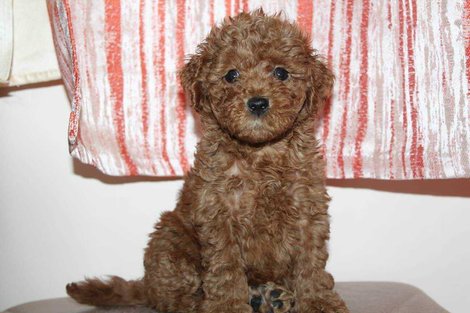 Poodle For Sale In Madurai