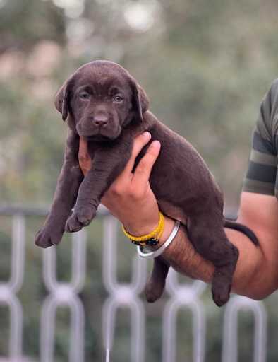 Labrador Retriever For Sale In Pondicherry
